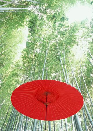 竹林と傘